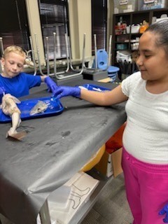 Shark Dissection