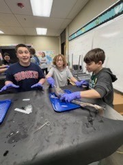 Shark Dissection