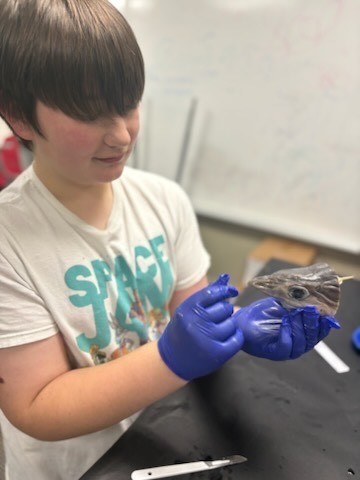 Shark Dissection