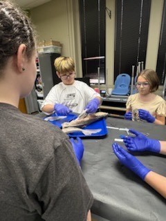 Shark Dissection