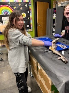 Shark Dissection