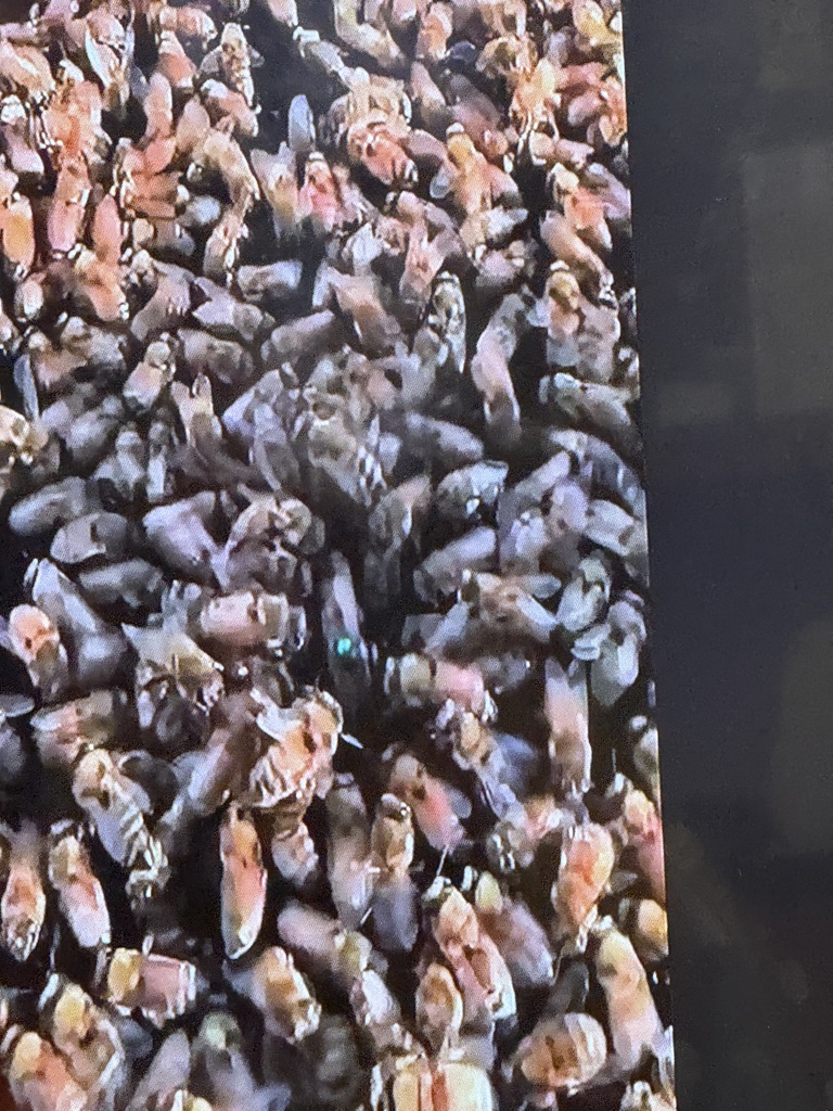 Biology class learns about bee keeping from beekeepers in Elkhart, Kansas