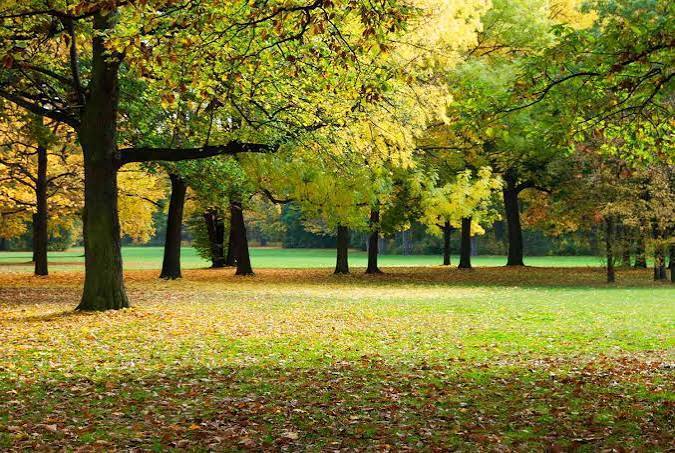 trees