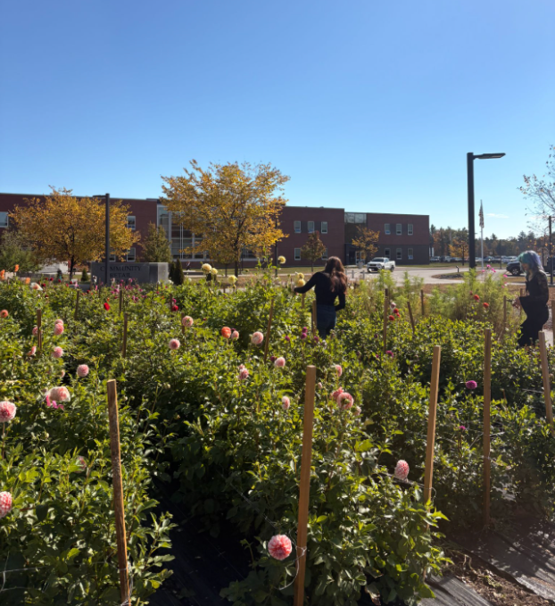 Two students roam the field of dahlias.
