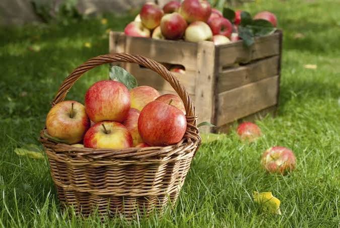 apple picking
