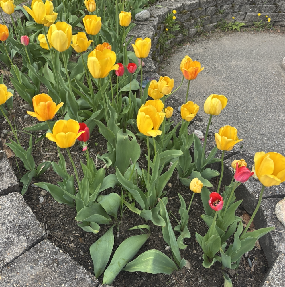 Sanford Middle Peer Leaders Spread Hope with Yellow Tulip Project