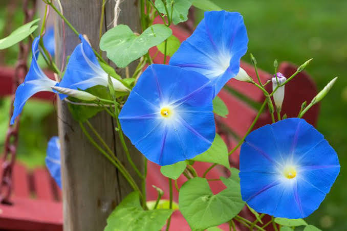 flowers