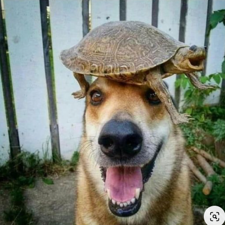 turtle