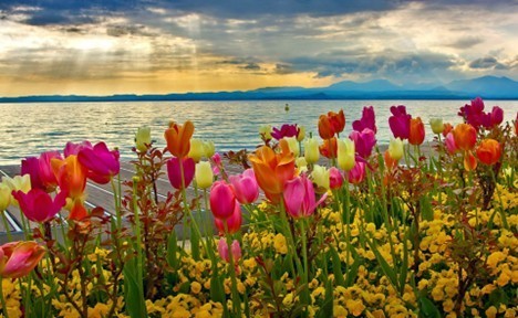 flowers