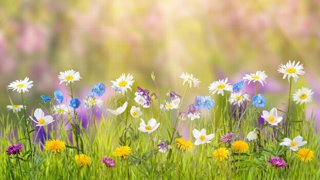 flowers