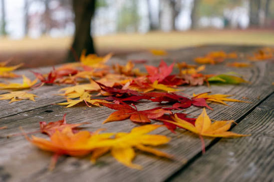 leaves