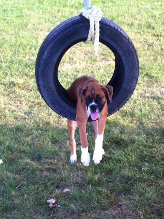 dog