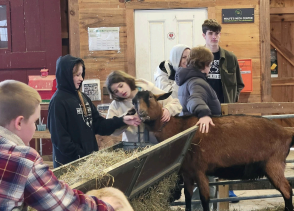 On Thursday, March 19th, members of the Sanford Middle School Environmental Club traveled to Wolfe's Neck Farm for a hands-on look at sustainable farming. The tour began with a walk from the main lodge to the dairy farm area, taking in the ocean views and open fields along the way. Right away, the baby cows stole the show. Students learned that calves on the farm are separated by gender, with females given names and males assigned numbers. The reason? The females stay on to join the dairy herd, while the males eventually move on. There's even a fun naming tradition: when a calf is born, its name begins with the same letter as its mother's. So if mom is named Jasmine, her calf might be called Jane. From there, the group made their way to the milking room, where they watched the entire milking process from start to finish, including how the equipment works, how the milk is cleaned and collected, and how the operation runs so smoothly that the cows know their own spots and walk right to them each day. After leaving the dairy barn, students watched the calves being fed using a "Milk Bar," a device designed to mimic nursing from their mothers. The tour wrapped up with a visit to a greenhouse, where several beds of seeds were already beginning to sprout, and then to the petting barn. There, students mingled with goats, sheep, chickens, and a resident barn cat, all accompanied by the cheerful chirping of sparrows and starlings nesting among the rafters. The club would like to extend a huge thank you to Mr. Mastraccio for covering the entry fees to Wolfe's Neck Farm, and to Mr. Peterman for providing the van and gas for the trip. None of it would have been possible without their generosity!