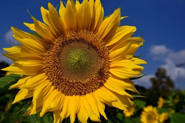 sunflower