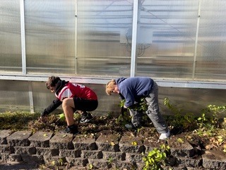 Two students pull weeds.