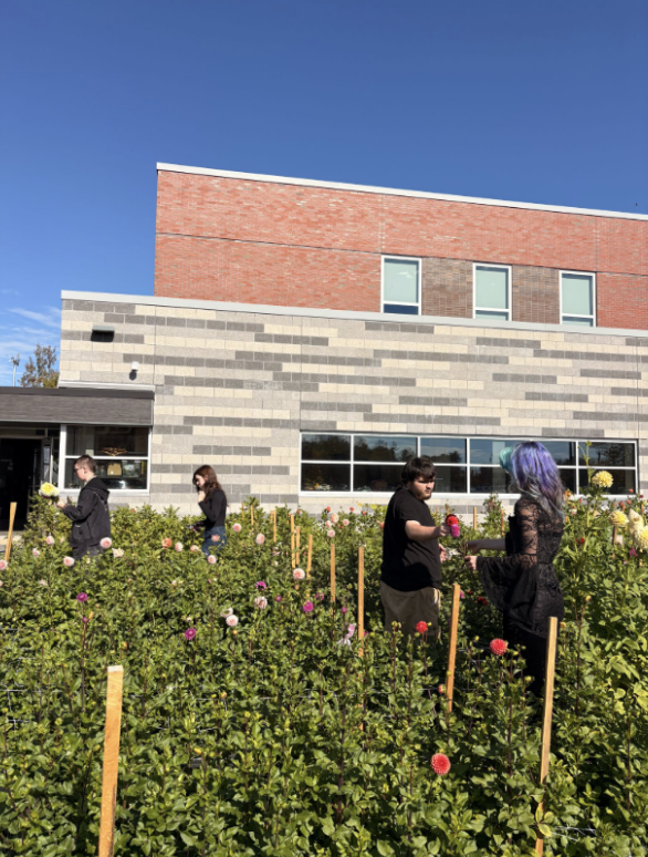 Four students pick dahlias.