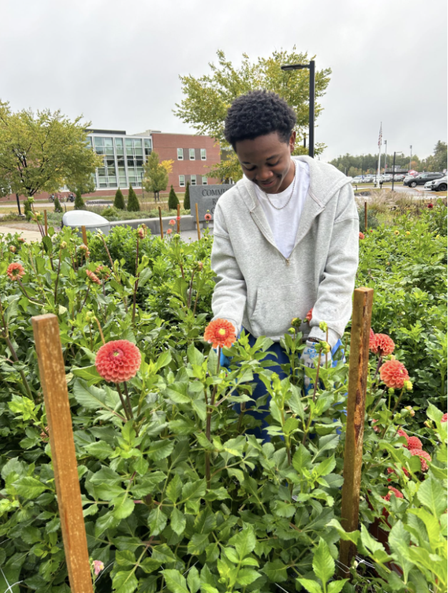 A student tends to the dahlias.
