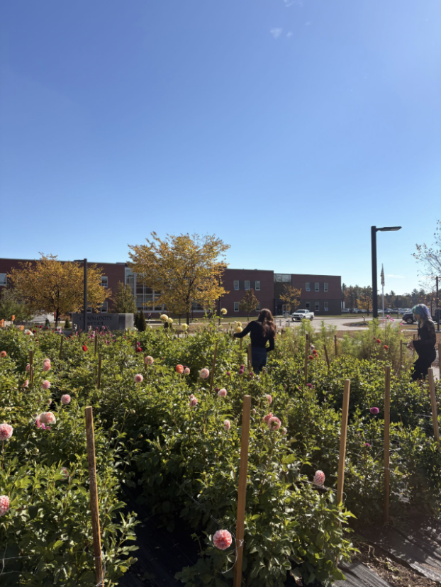 Two students roam the dahlia farm.