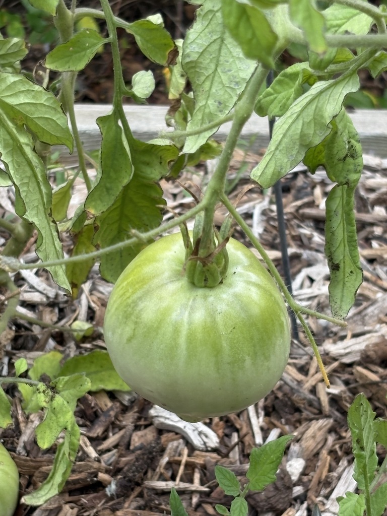 Garden at CGES