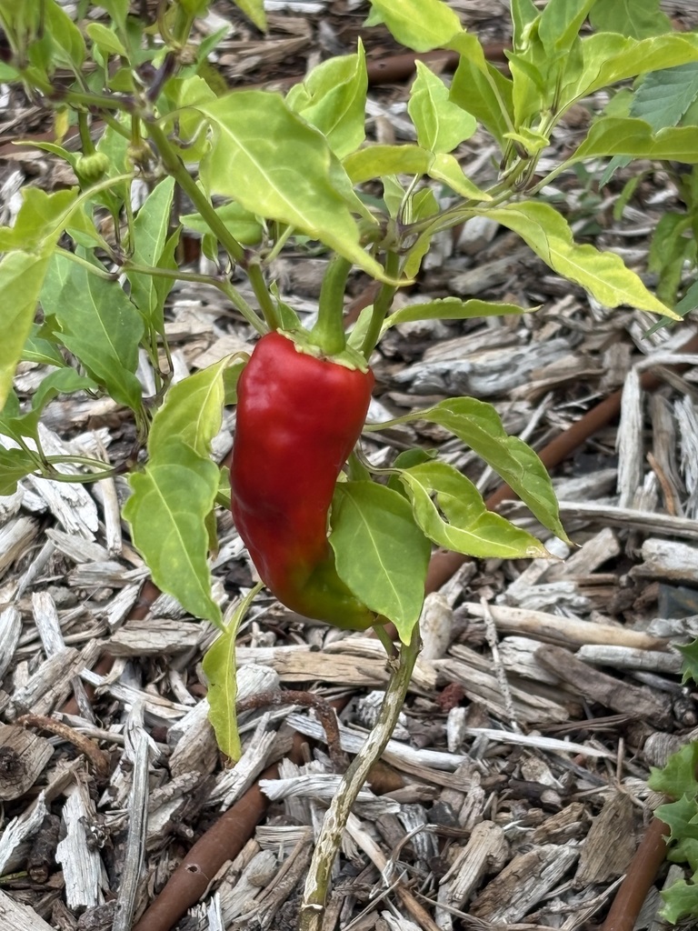 Garden at CGES