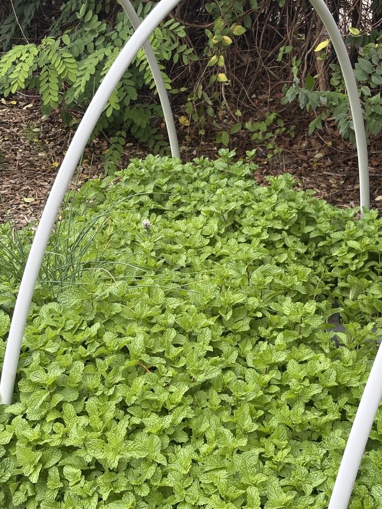 Garden at CGES