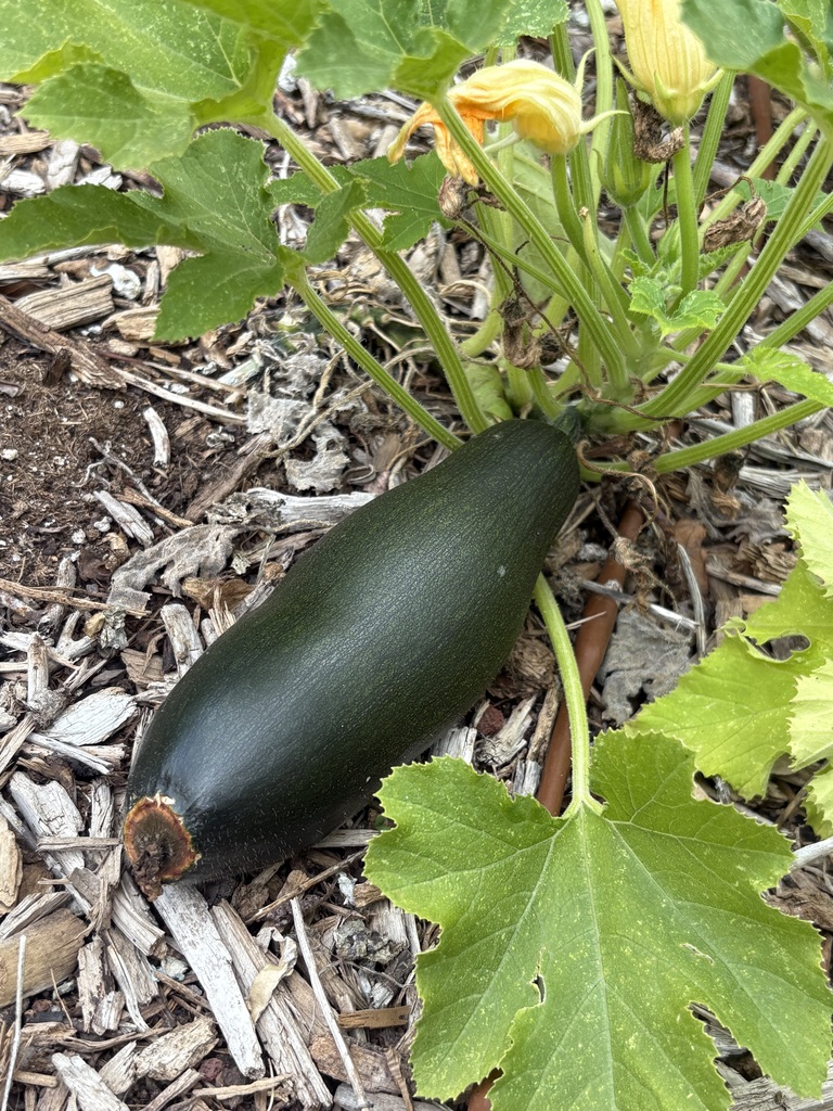 Garden at CGES