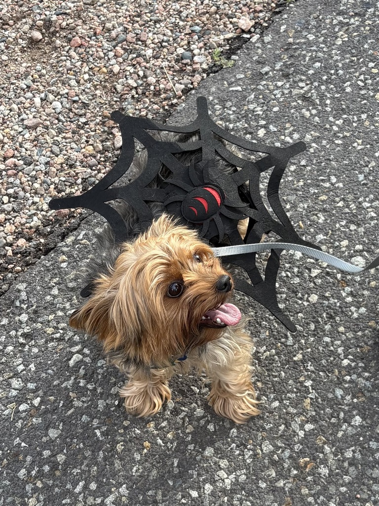 Furbaby