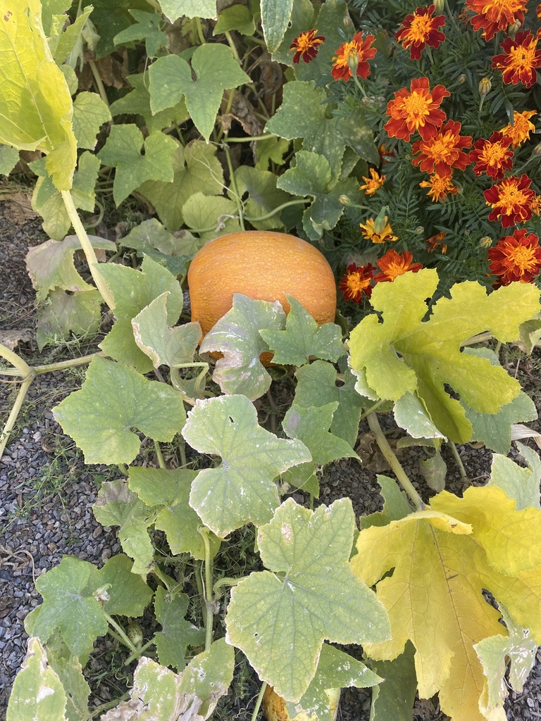 A Pumpkin peeks out just in time !