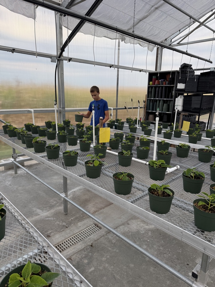 Horticulture class pinching poinsettias to get them ready for Christmas.