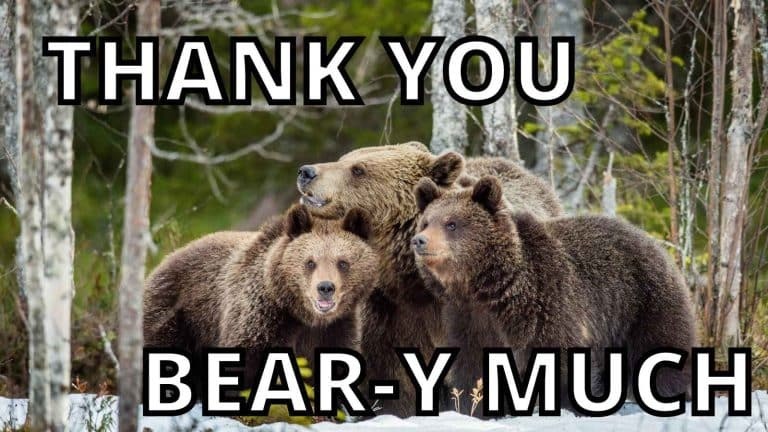 Thank you Bears