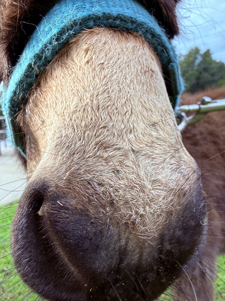 Snout