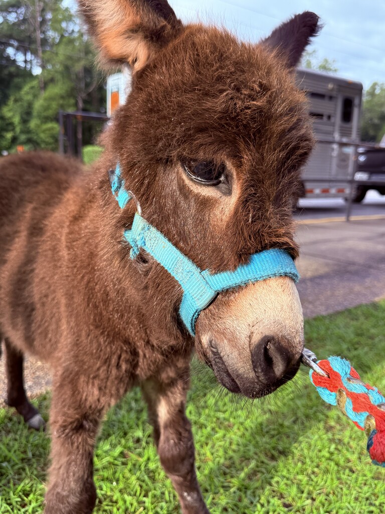 Mini Donkey