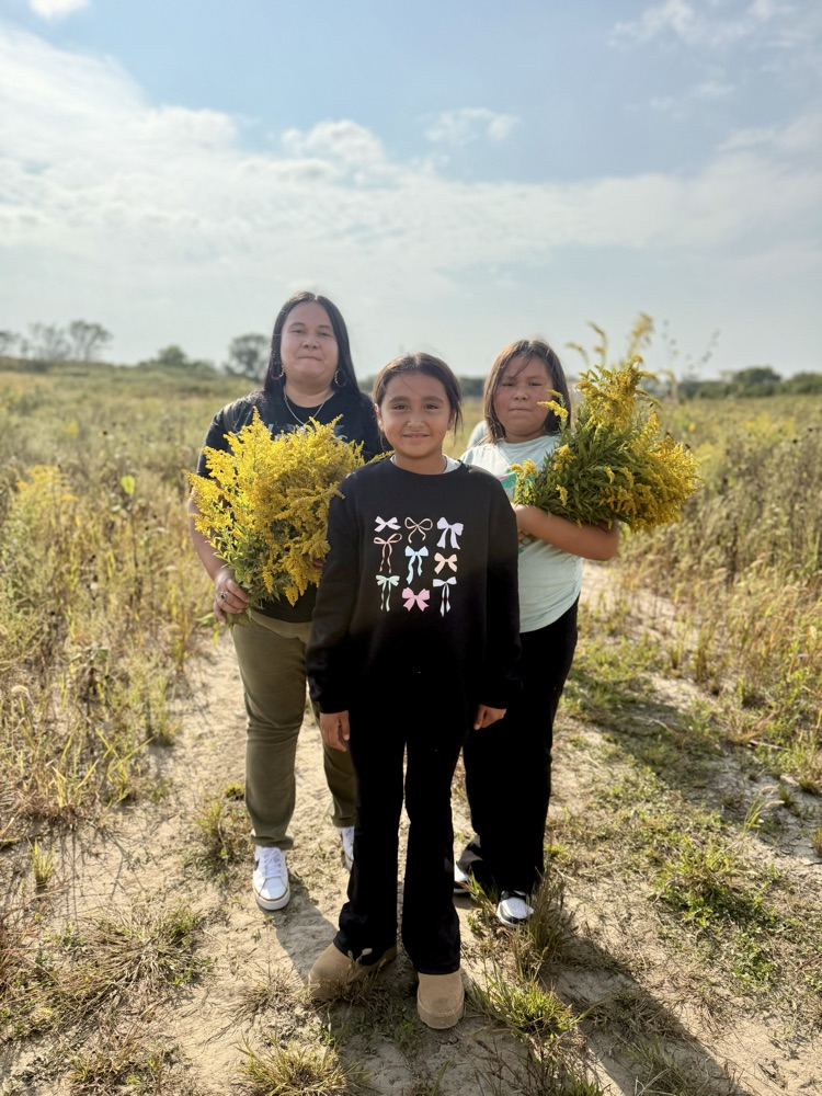 Goldenrod Harvest 