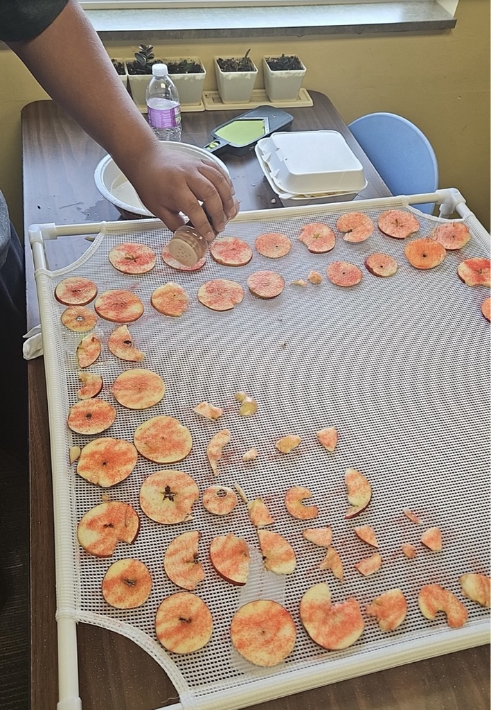 picture of apple slices getting seasoned by students 