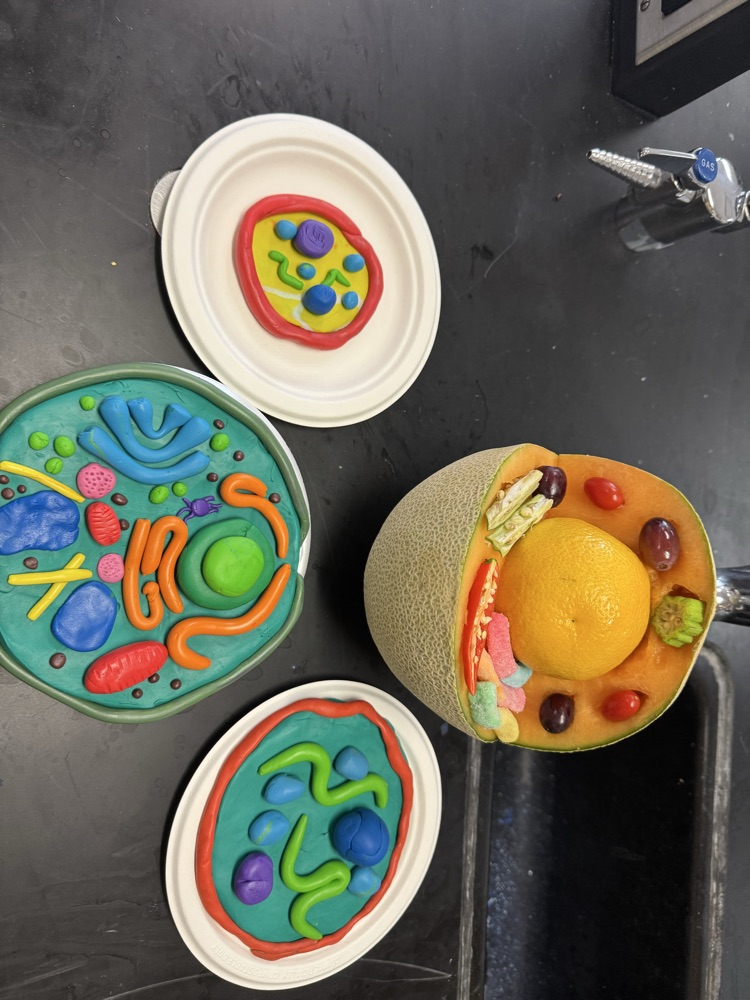 pictures of cells made out of playdough