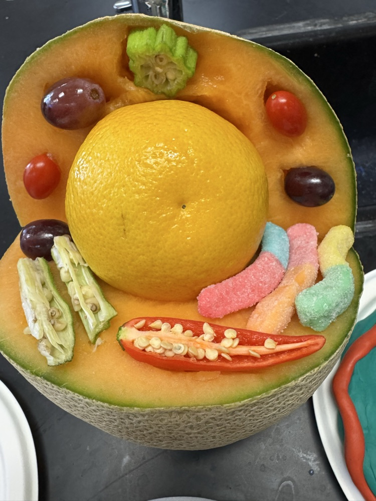 pictures of cells made out of playdough