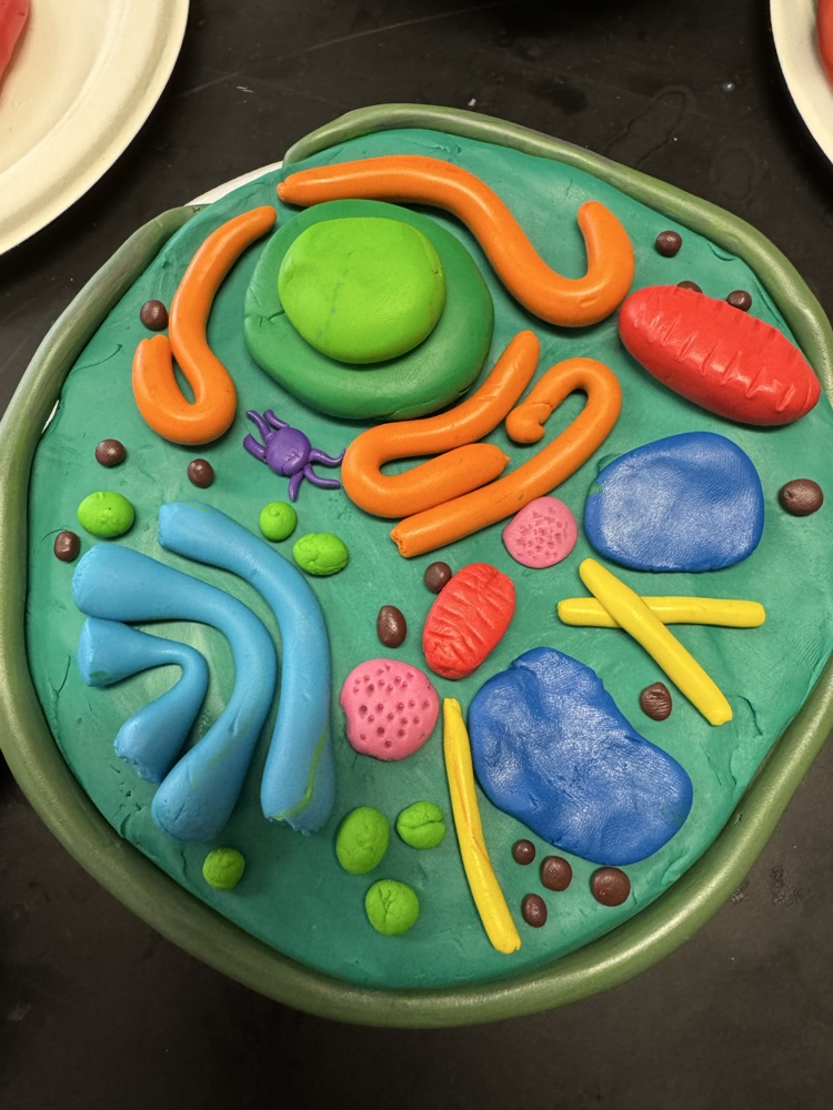 pictures of cells made out of playdough