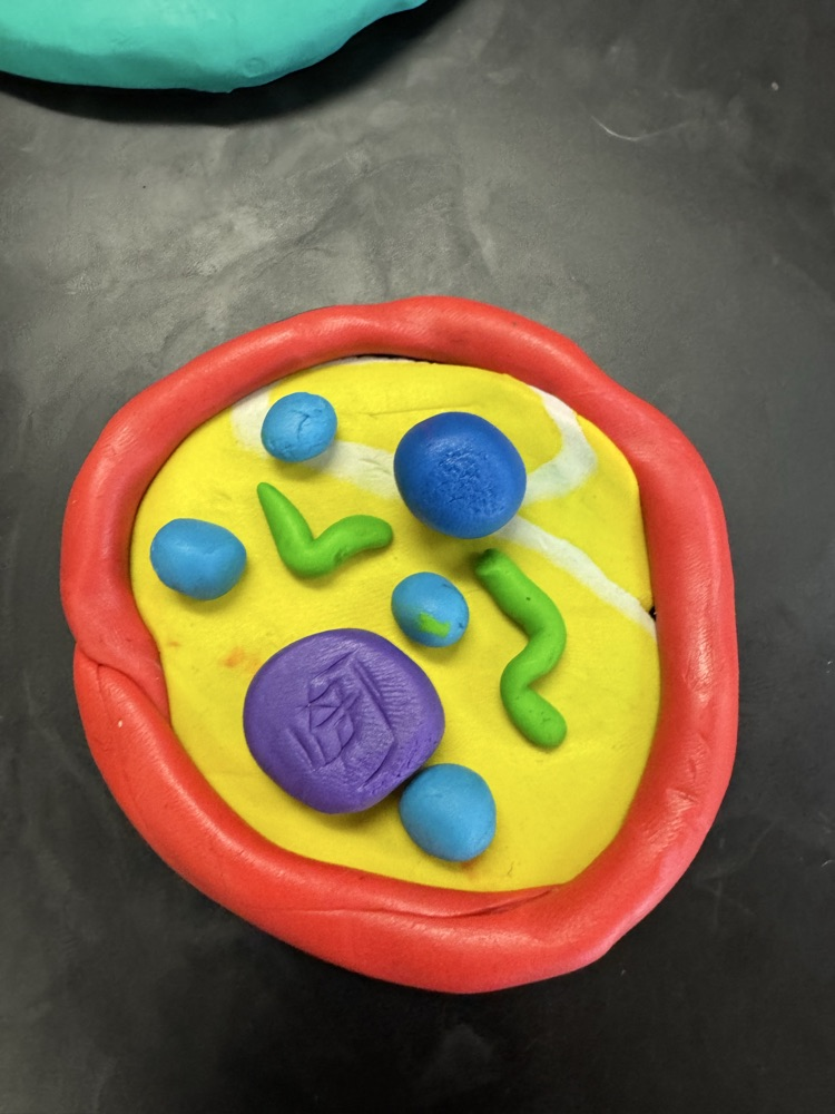 pictures of cells made out of playdough