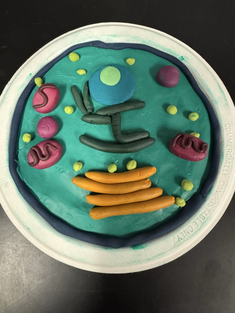 pictures of cells made out of playdough