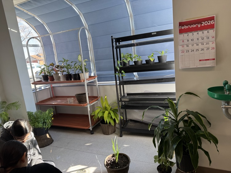 students planting seeds in their indoor classroom greenhouse