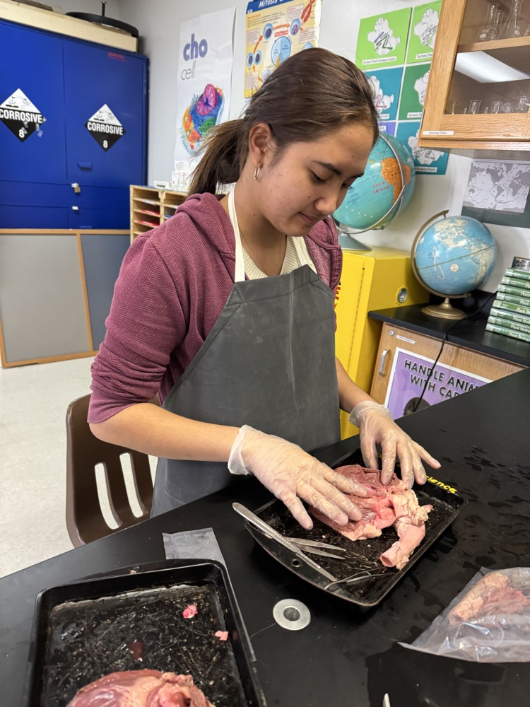 female student dissecting a pig heart