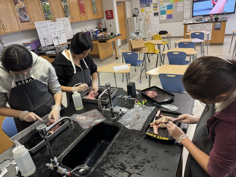 female students dissecting a pig heart