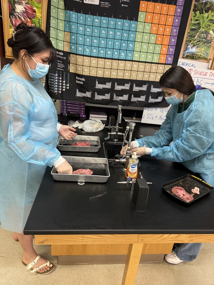 female students wearing blue lab jackets in a science classroom dissecting animal kidneys