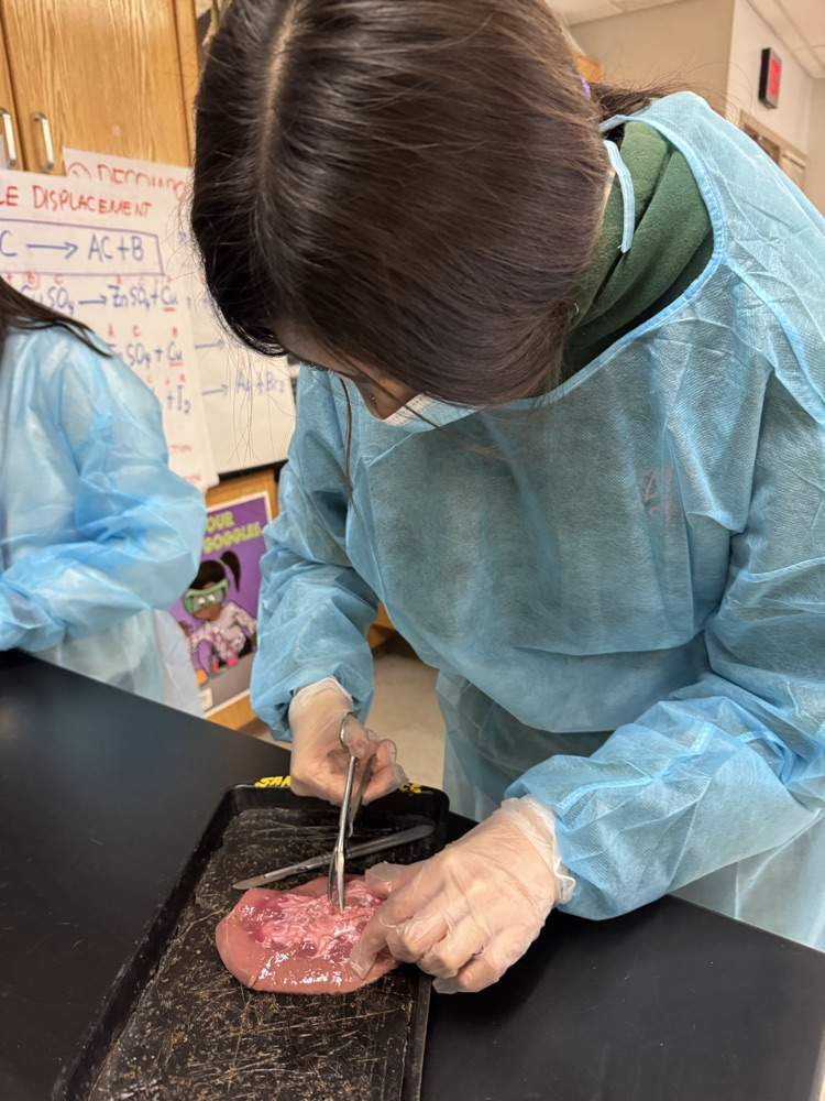female students wearing blue lab jackets in a science classroom dissecting animal kidneys
