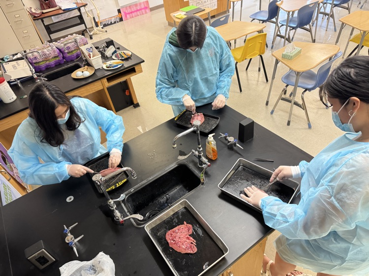 female students wearing blue lab jackets in a science classroom dissecting animal kidneys