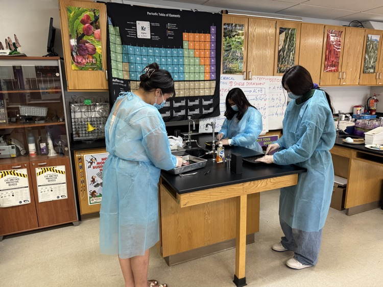 female students wearing blue lab jackets in a science classroom dissecting animal kidneys