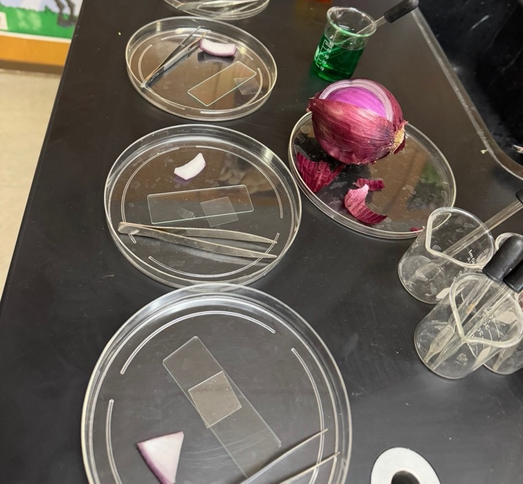 Photo of science tools to look at onion pieces under a microscope