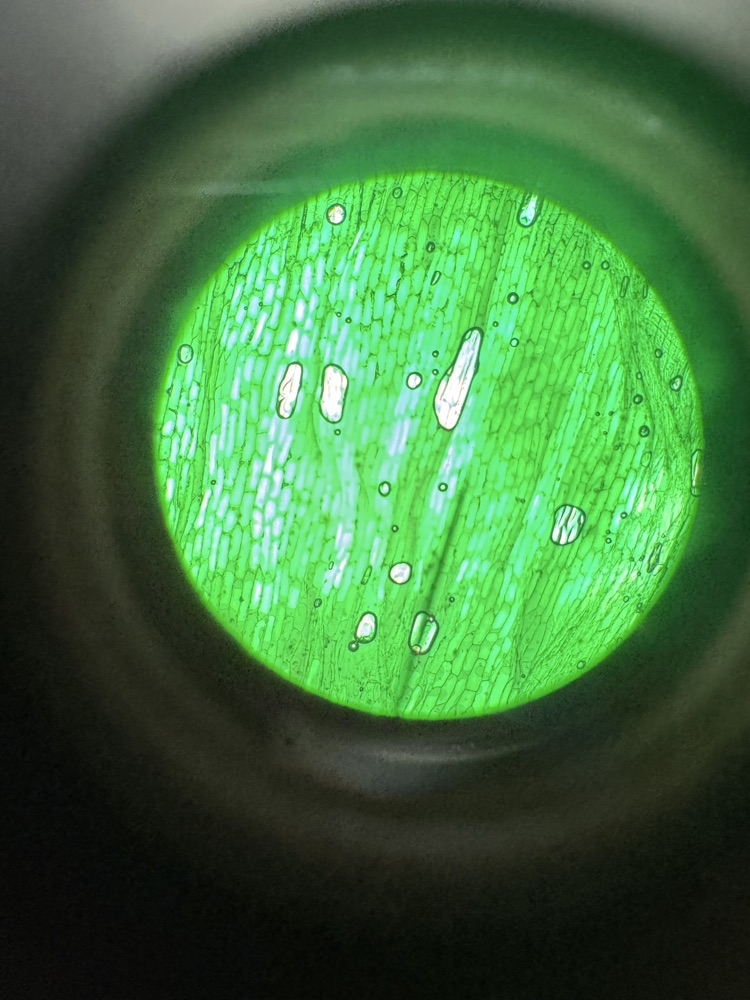 Photo of a piece of onion under a microscope i