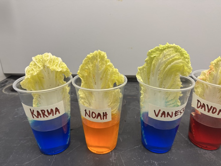 Chinese cabbage soaking in cups with colored water for a science experiment 