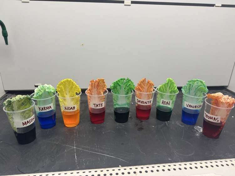 Chinese cabbage soaking in cups with colored water for a science experiment
